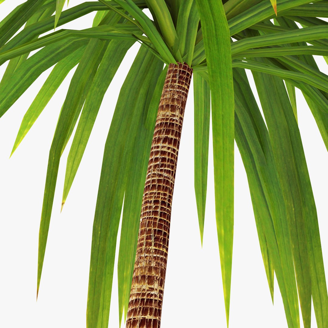 palm 012 3ds https://p.turbosquid.com/ts-thumb/K3/XItm6x/trs2ExXh/04copy/jpg/1411038388/1920x1080/fit_q87/09539fc4539218177571d25df1cdda46ef2494c7/04copy.jpg