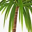 Palm 012