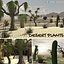 3D desert plants model
