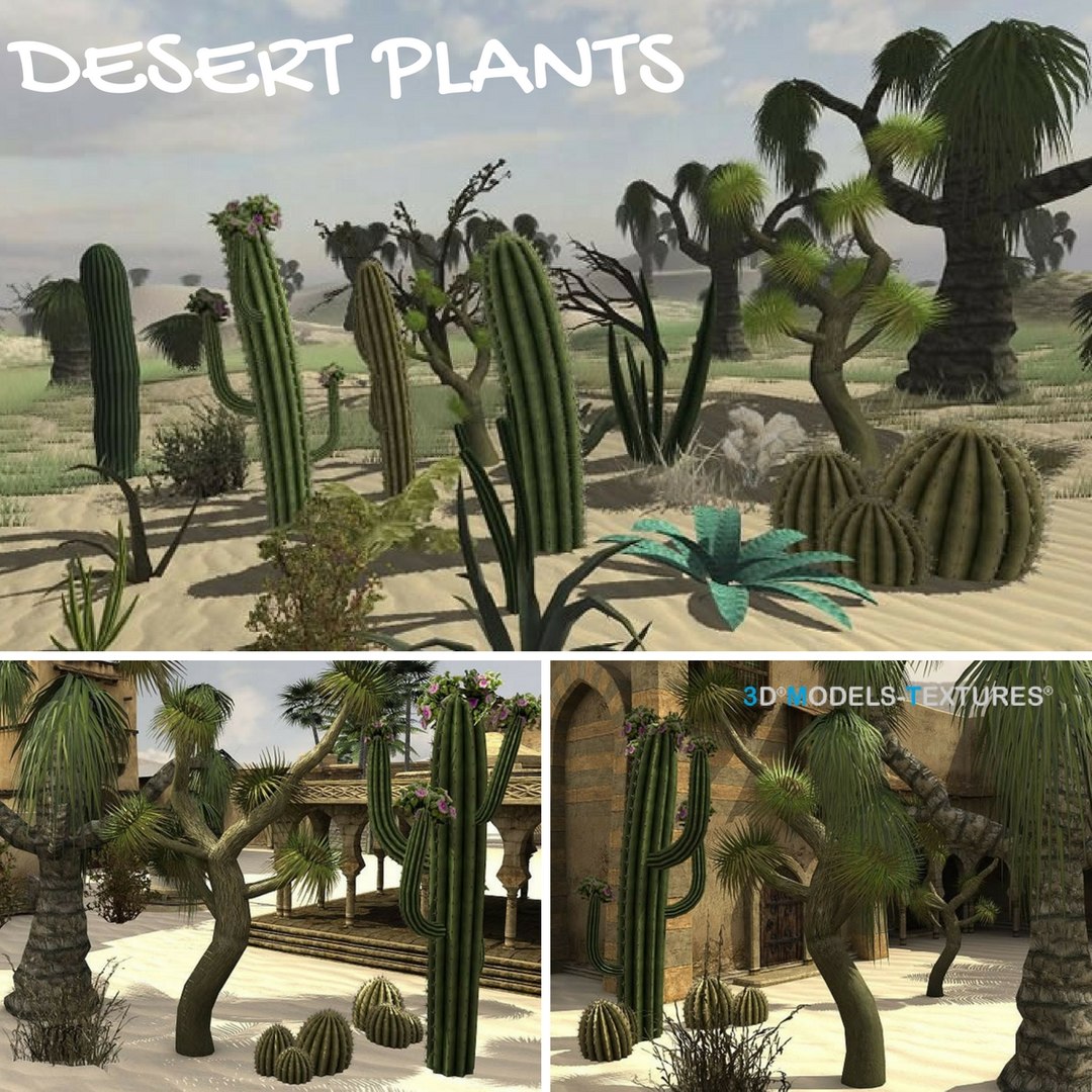 3D Desert Plants Model - TurboSquid 1208147