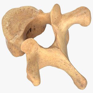 Real Thoracic Vertebrae Th1 to Th12 01
