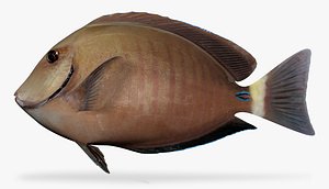 3D model doctorfish fish
