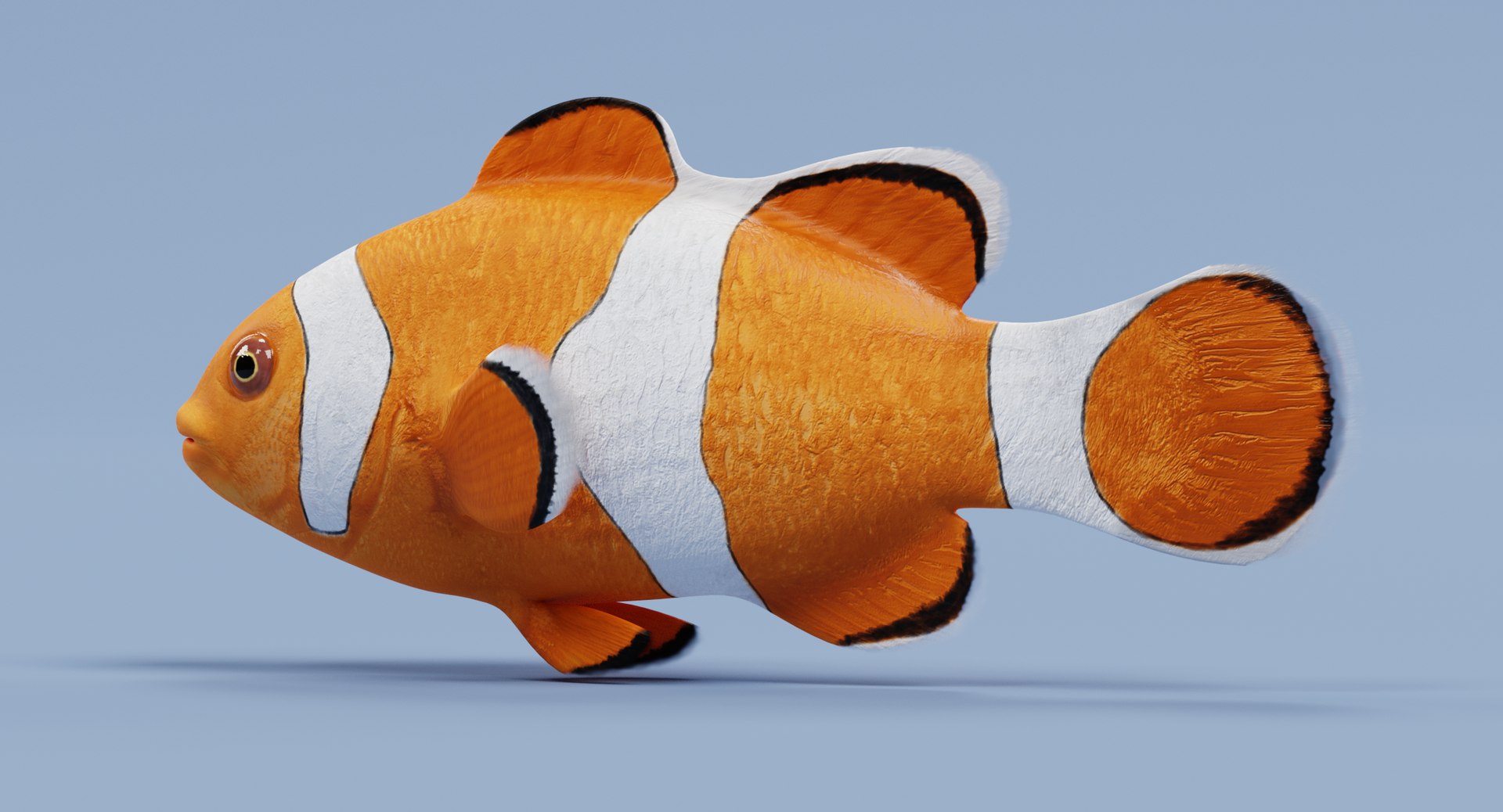 clownfish amphiprion ocellaris 3D https://p.turbosquid.com/ts-thumb/K4/3our3b/0w27pzES/clownfishg/png/1516371267/1920x1080/fit_q87/2783d49a13067f9f9dd5ad01adc23f1f36520ab2/clownfishg.jpg