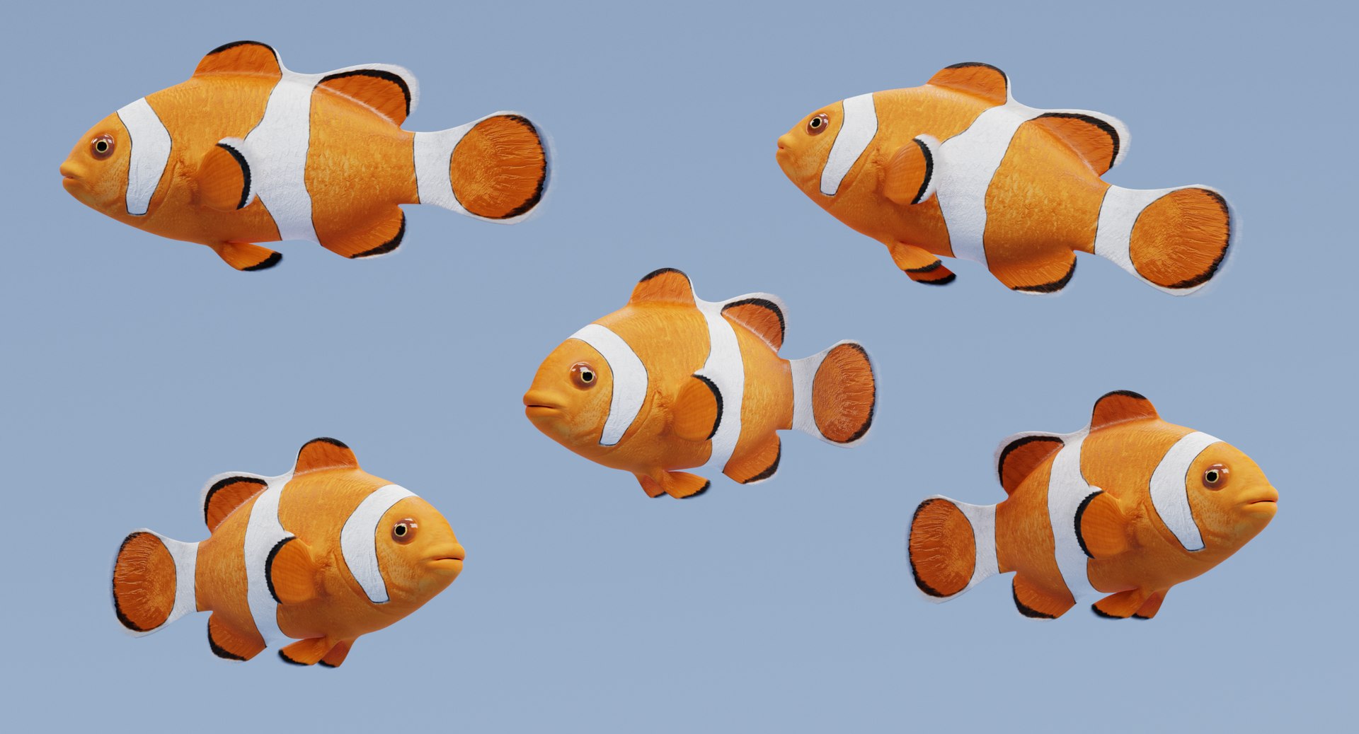 clownfish amphiprion ocellaris 3D https://p.turbosquid.com/ts-thumb/K4/3our3b/CiZt9RB1/clownfishh/png/1516371267/1920x1080/fit_q87/8f4e7a44e149be0aa86e1a29992e1fb4157844c3/clownfishh.jpg