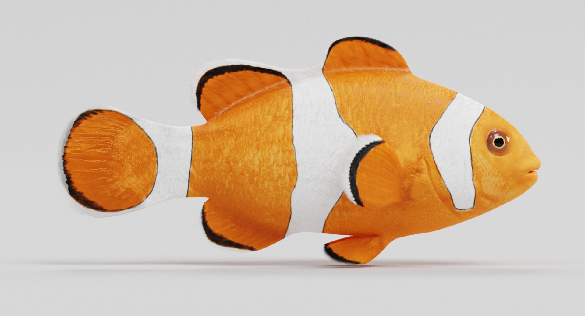 clownfish amphiprion ocellaris 3D https://p.turbosquid.com/ts-thumb/K4/3our3b/YGLmILiZ/0001/png/1516371714/1920x1080/turn_fit_q99/5cde34d230b82add136910c47dbd8377907ddd57/0001-1.jpg