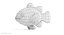 Anemonenfisch