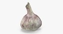 Young Garlic Bulb 3D Model