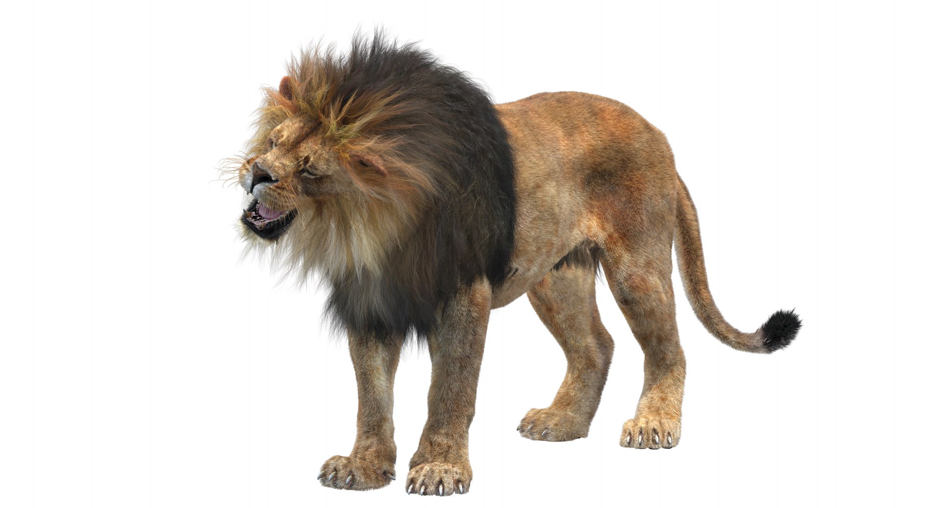 lion 2 fur rigged 3d obj