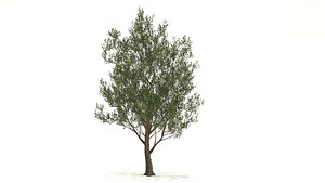 tupelo tree 3D
