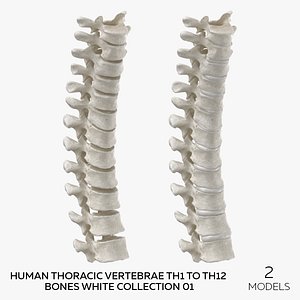 Human Thoracic Vertebrae TH1 to TH12 Bones White Collection 01 - 2 models model