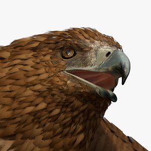 Aquila Gurneyi Eagle Flying