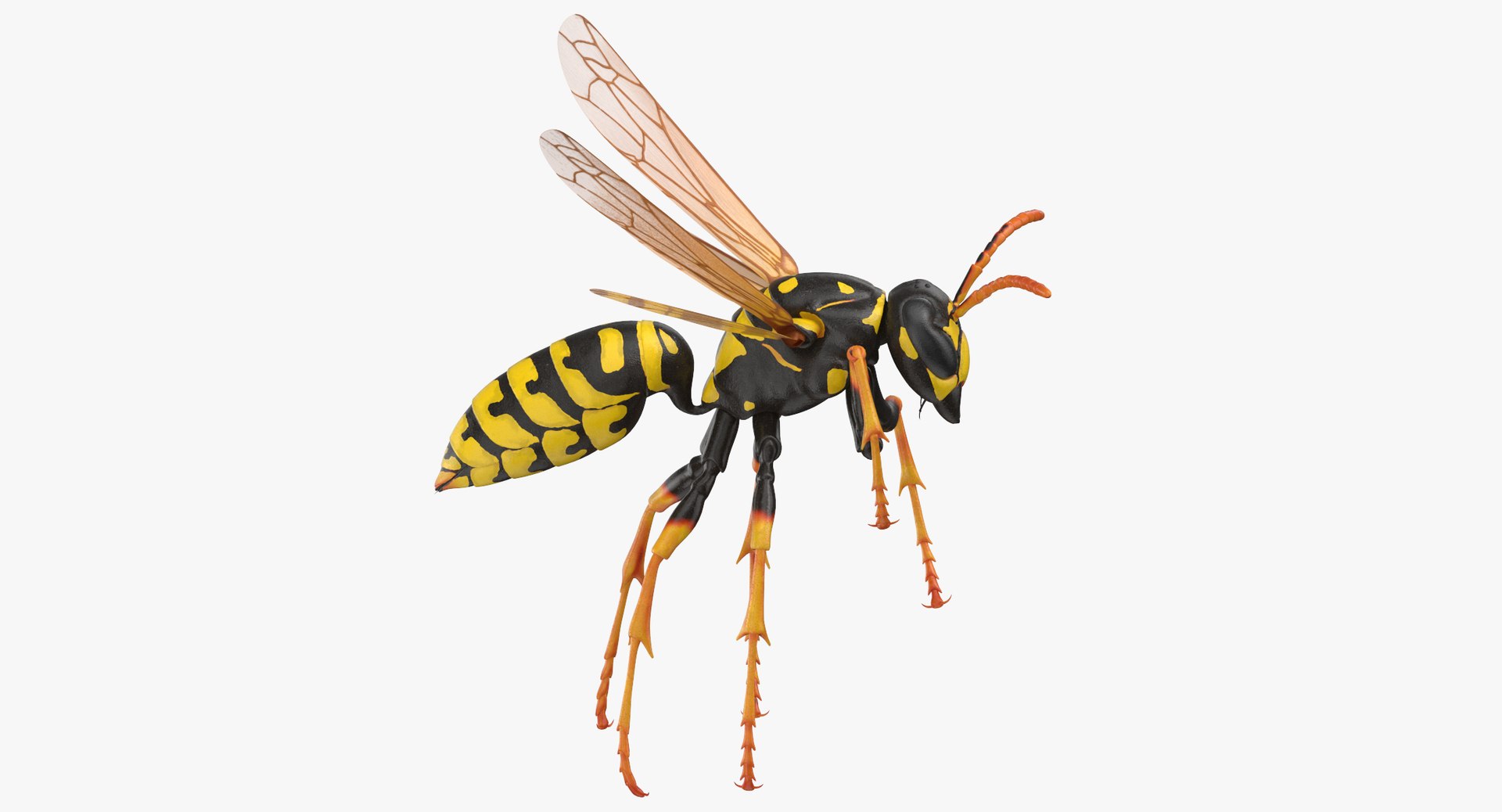3D model bees wasps hives https://p.turbosquid.com/ts-thumb/K4/TO9fuP/6owqyPZh/paper_wasp_rigged_thumbnail_0005/jpg/1553171541/1920x1080/fit_q87/a621522ca38dbebeb7d120fff09c76d586652c43/paper_wasp_rigged_thumbnail_0005.jpg