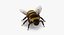 3D model bees wasps hives