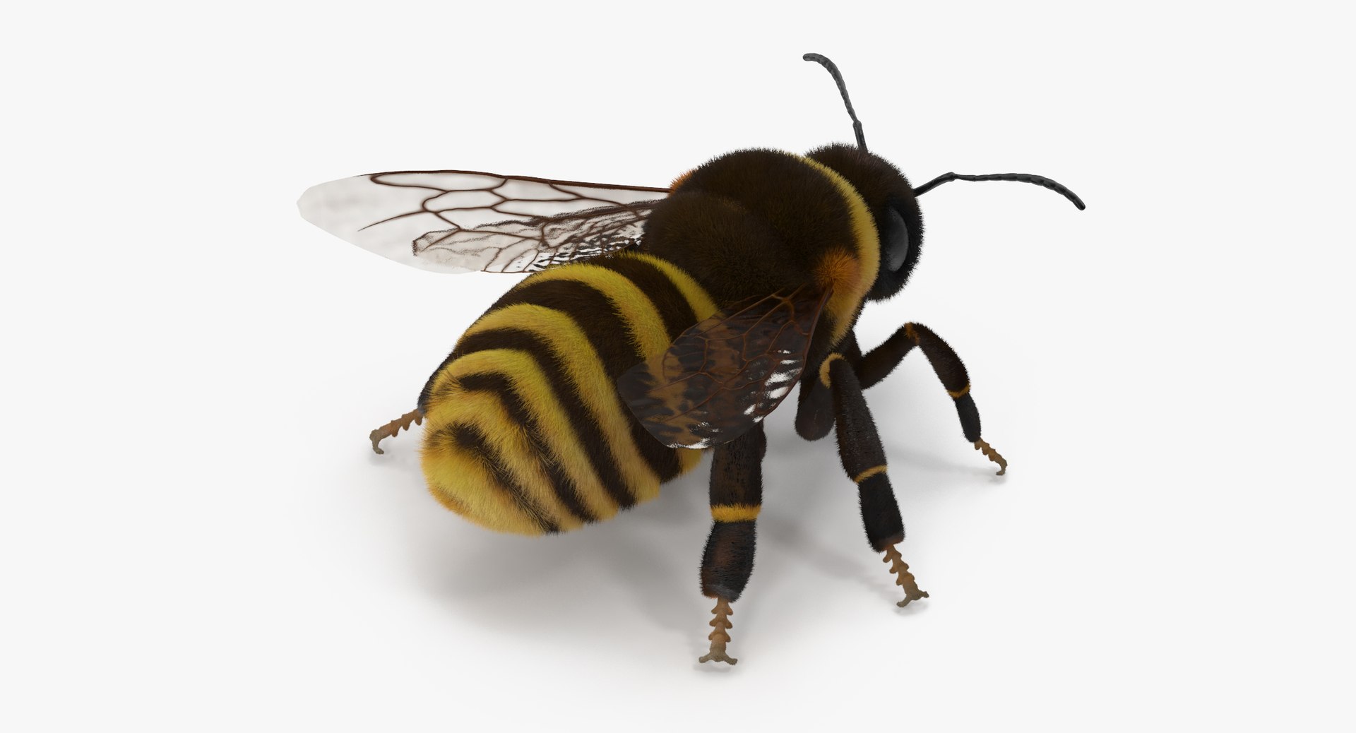 3D model bees wasps hives https://p.turbosquid.com/ts-thumb/K4/TO9fuP/BKtBv8FT/bumblebee_01_rig_thumbnail_01_0003/jpg/1553171572/1920x1080/fit_q87/21680e2e542c7c0a1c769f0993affaae37c3f281/bumblebee_01_rig_thumbnail_01_0003.jpg