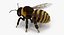 3D model bees wasps hives