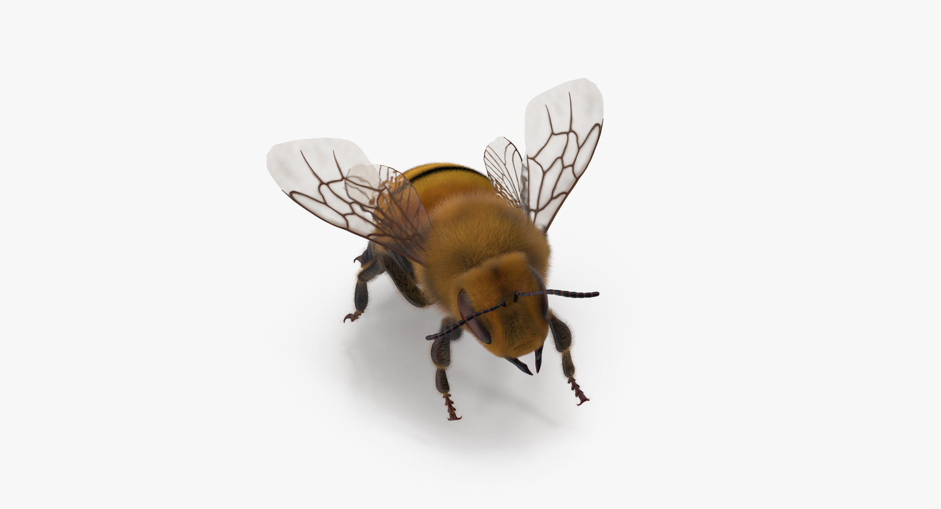 3D model bees wasps hives https://p.turbosquid.com/ts-thumb/K4/TO9fuP/I0RLiXEY/0000/jpg/1469607184/1920x1080/turn_fit_q99/9cafed56098788e7ea83e21edc0196122d72a8f5/0000-1.jpg