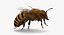 3D model bees wasps hives
