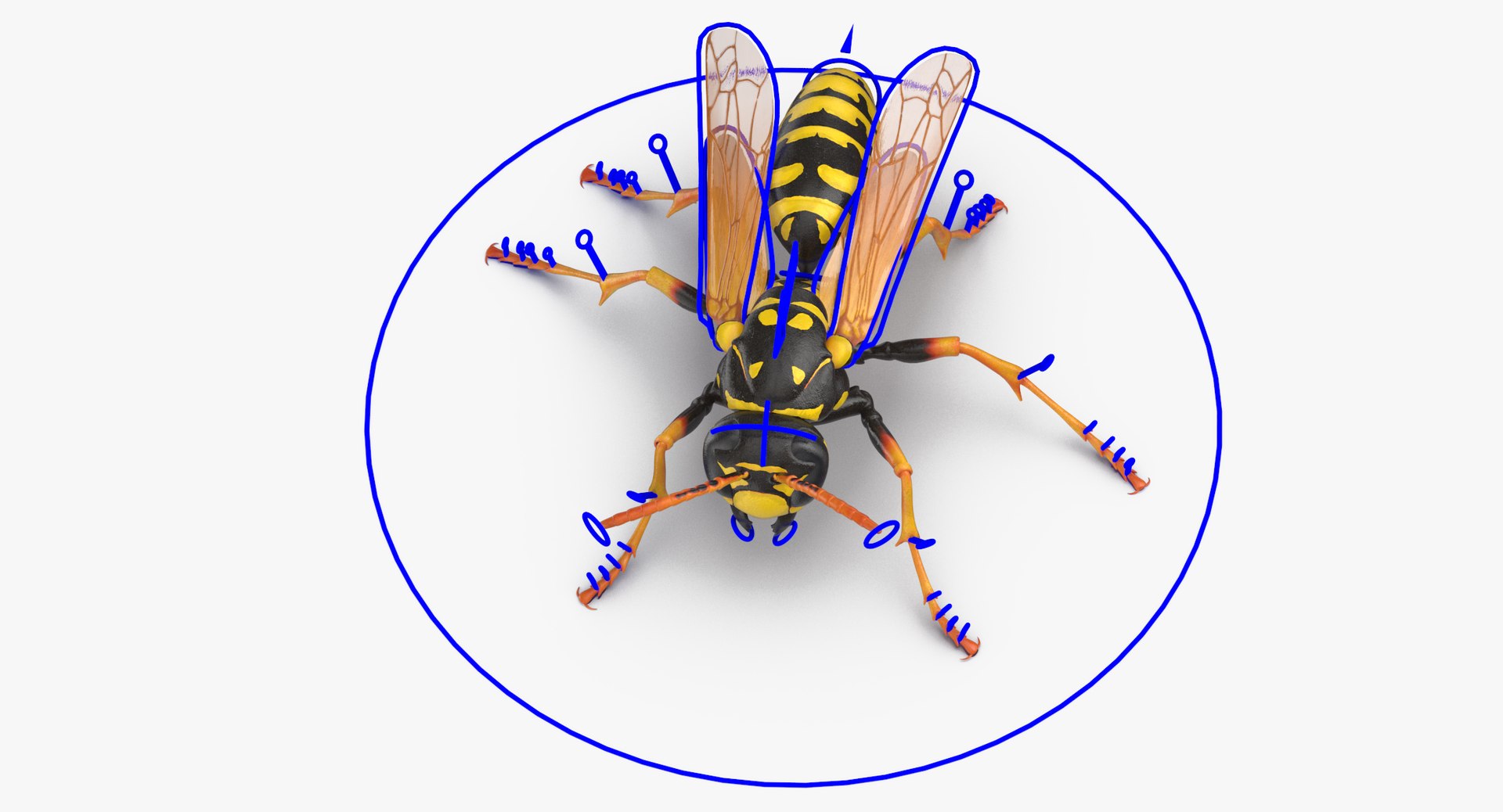 3D model bees wasps hives https://p.turbosquid.com/ts-thumb/K4/TO9fuP/S17xakNo/paper_wasp_standing_thumbnail_rig_03_0004/jpg/1553171541/1920x1080/fit_q87/e9ed8e8562a500fc0873ad3e618e9e9be0ad7038/paper_wasp_standing_thumbnail_rig_03_0004.jpg