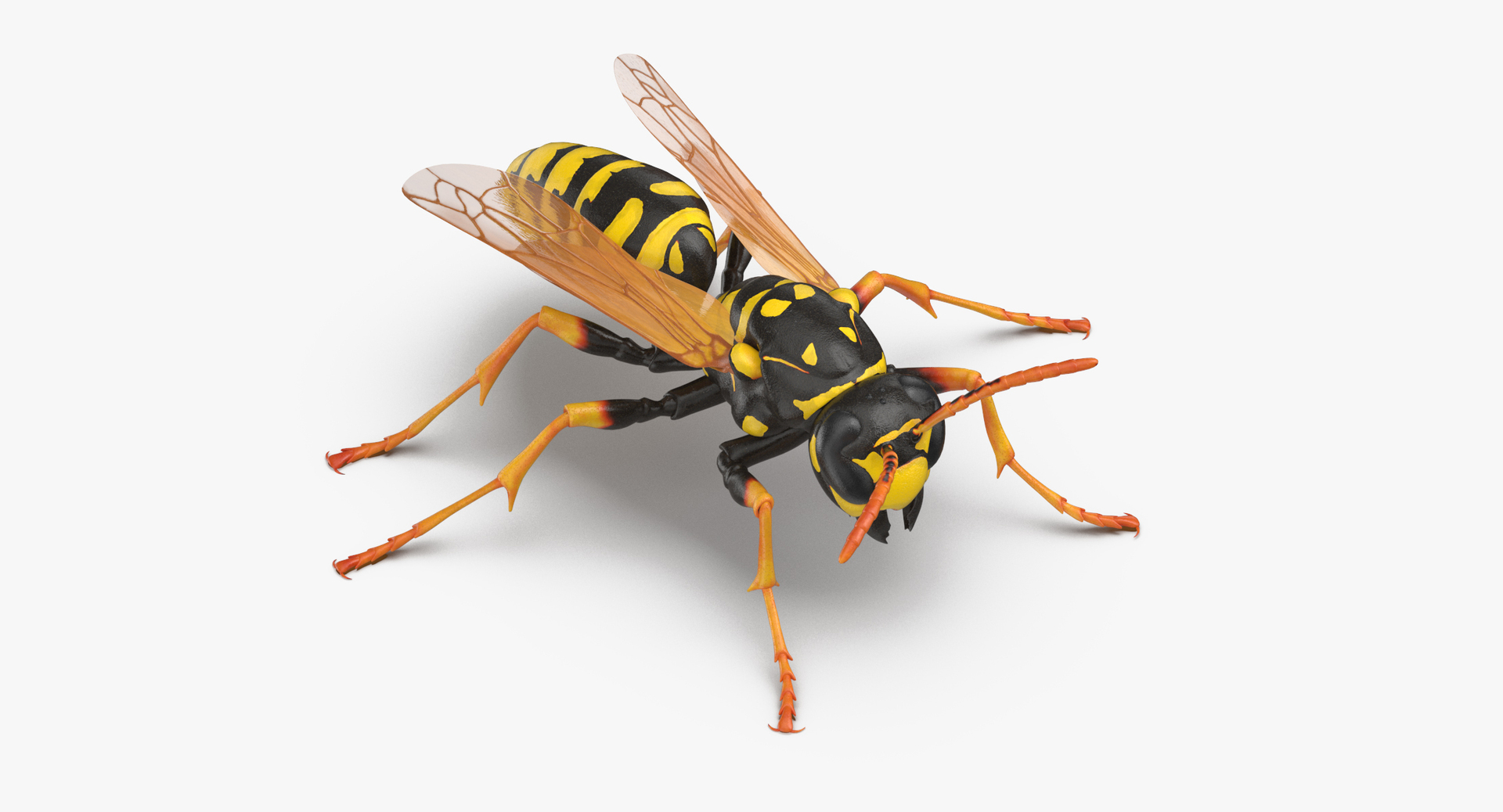 3D model bees wasps hives https://p.turbosquid.com/ts-thumb/K4/TO9fuP/bgmvDoOP/0000/jpg/1553171086/1920x1080/turn_fit_q99/c6d91e74e0a7e7034504de35c1fe9c8b7372a666/0000-1.jpg