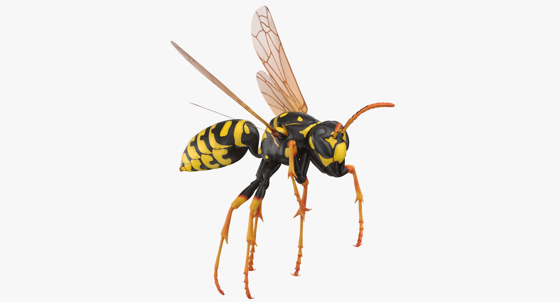 3D model bees wasps hives https://p.turbosquid.com/ts-thumb/K4/TO9fuP/ttM2onFJ/paper_wasp_rigged_thumbnail_0000/jpg/1553171540/1920x1080/fit_q87/ad7290eb865c803da051c6429c8dbf14d2a32a5c/paper_wasp_rigged_thumbnail_0000.jpg