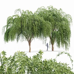 3D Weeping willow 2trees