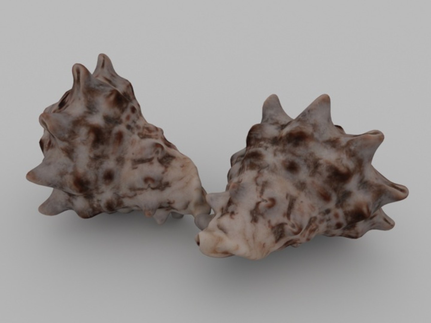 3D sea seashell https://p.turbosquid.com/ts-thumb/K4/XFFY6I/5q3BvRRq/render04/jpg/1561588318/1920x1080/fit_q87/32198ebb2361e363a731c3a91f8e62bd107a8d65/render04.jpg