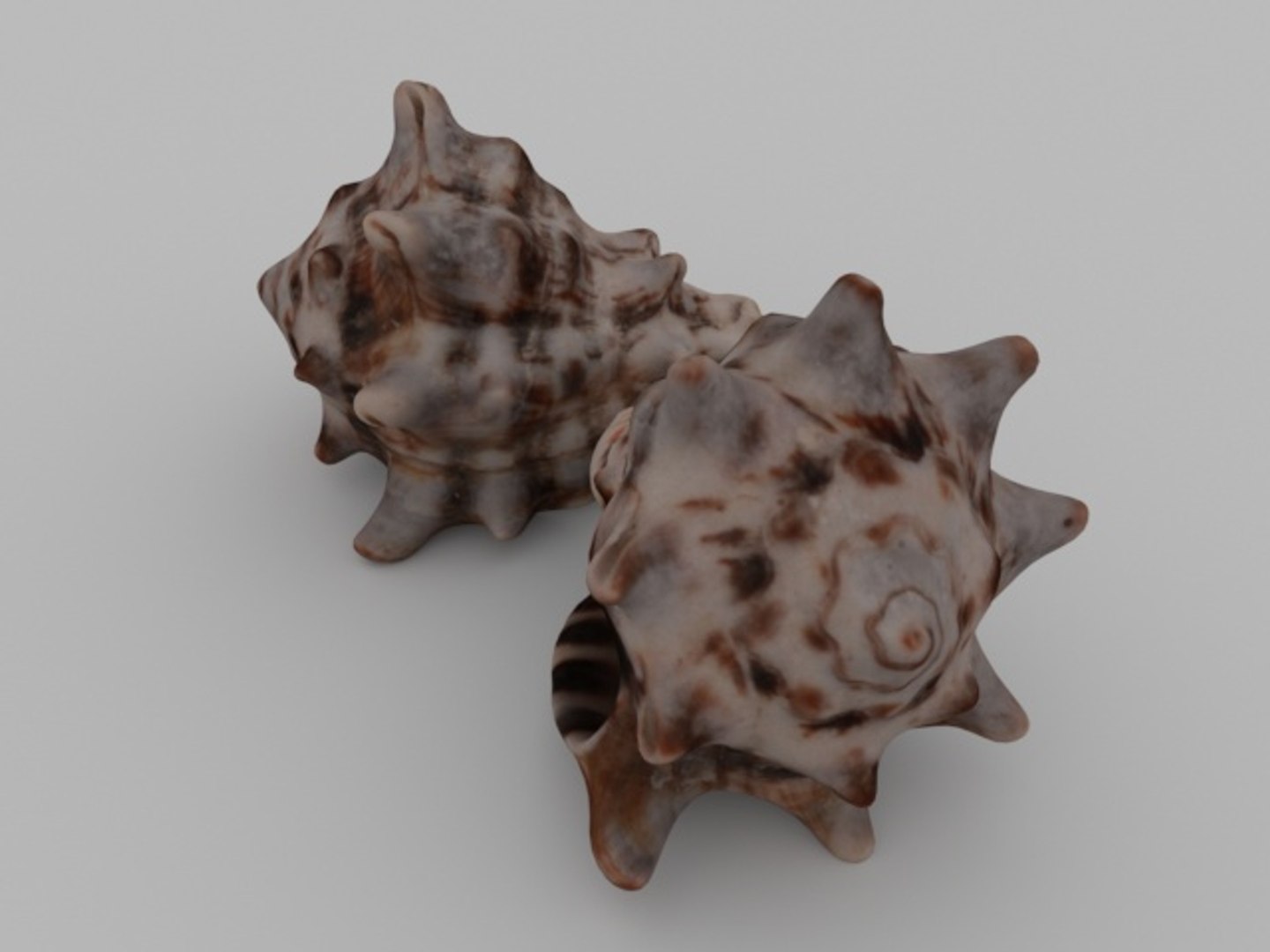 3D sea seashell https://p.turbosquid.com/ts-thumb/K4/XFFY6I/AweknulN/render02/jpg/1561588275/1920x1080/fit_q87/17d411c3cda6cdebb07fc6471b2248c01f0ef478/render02.jpg