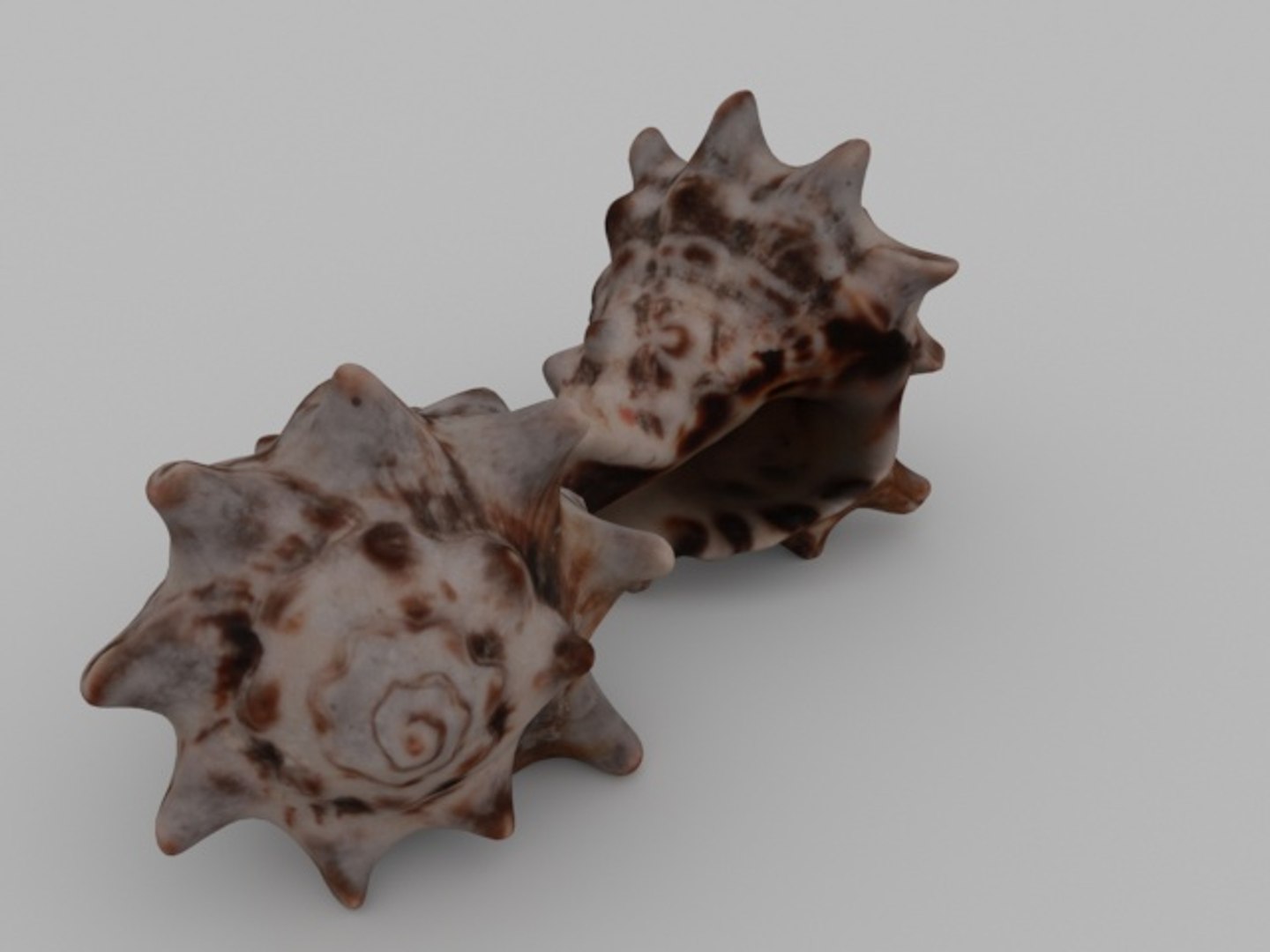 3D sea seashell https://p.turbosquid.com/ts-thumb/K4/XFFY6I/xh1DNrST/render05/jpg/1561588330/1920x1080/fit_q87/4b1e6053924ab33387df2b301ae588482ffe9b99/render05.jpg