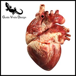 heart human accurate 3d model