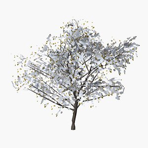 3D model pear winter