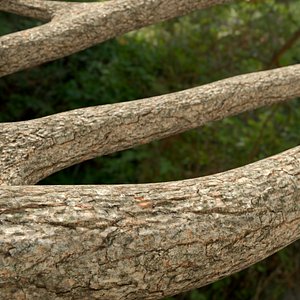 Jungle Logs Collection