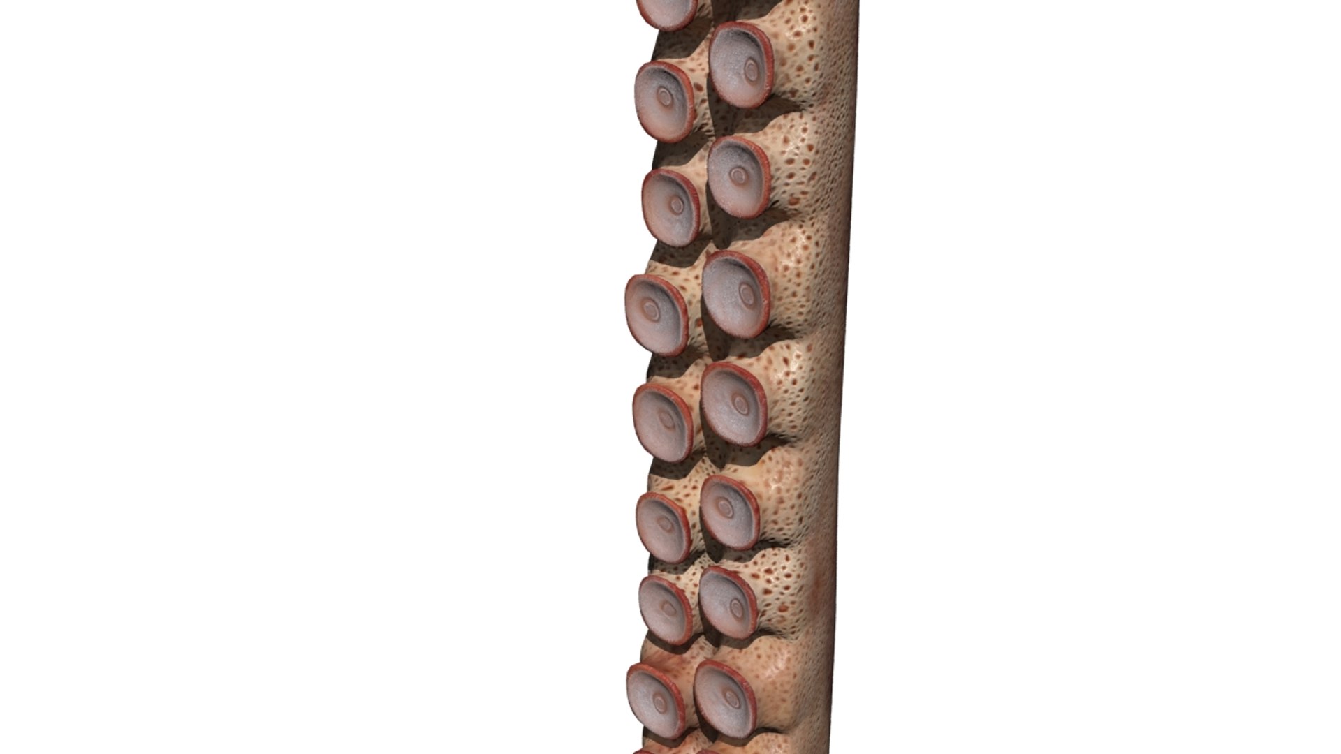 Rigged Tentacle 3D - TurboSquid 1371536