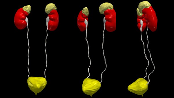 Modelo 3d 3D Model Of Urinary System - TurboSquid 2076873