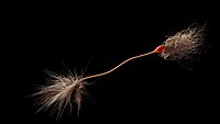 Extremely complex Neuron