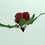 Mistletoe Sprig Holly