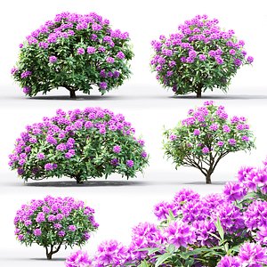 3D rhododendron bushes model