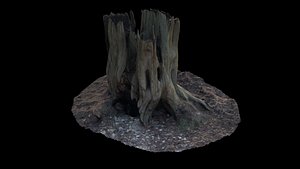 Tree Trunk with Foxhole Photoscan 4K Texture 50K poly 3D model