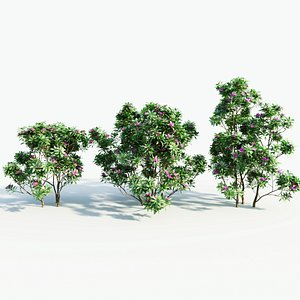 3D Rhododendron ponticum c
