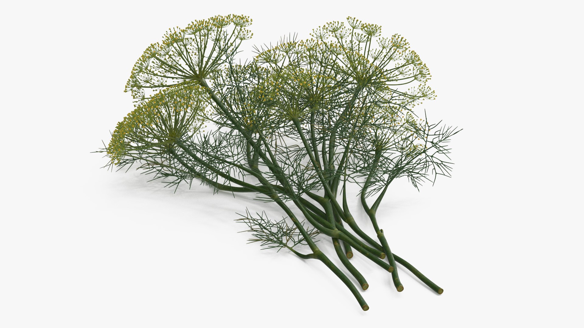 Dill Flowers 3D model preview