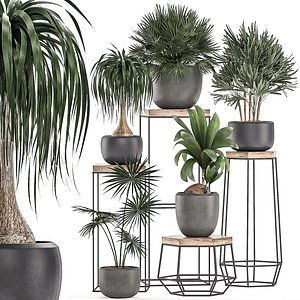 Decorative plants in pots on a stand for the interior 525
