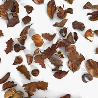 Dry Dead Autumn Leaves On Ground