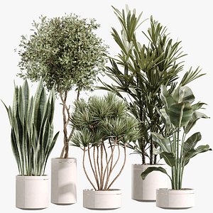AV Indoor Plants Set 254 Sansevieria Olive Yucca Excelsa Palm Paradise Bird 3D
