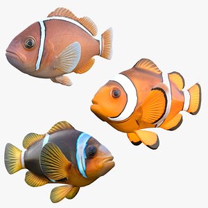 Clownfish Collection