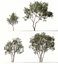 Landscape Tree Collection