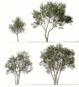 Landscape Tree Collection