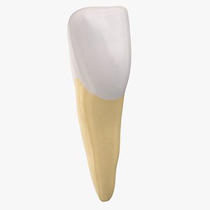 central incisor upper jaw 3D model