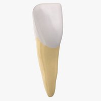 Central Incisor Upper Jaw Central 01 Clean