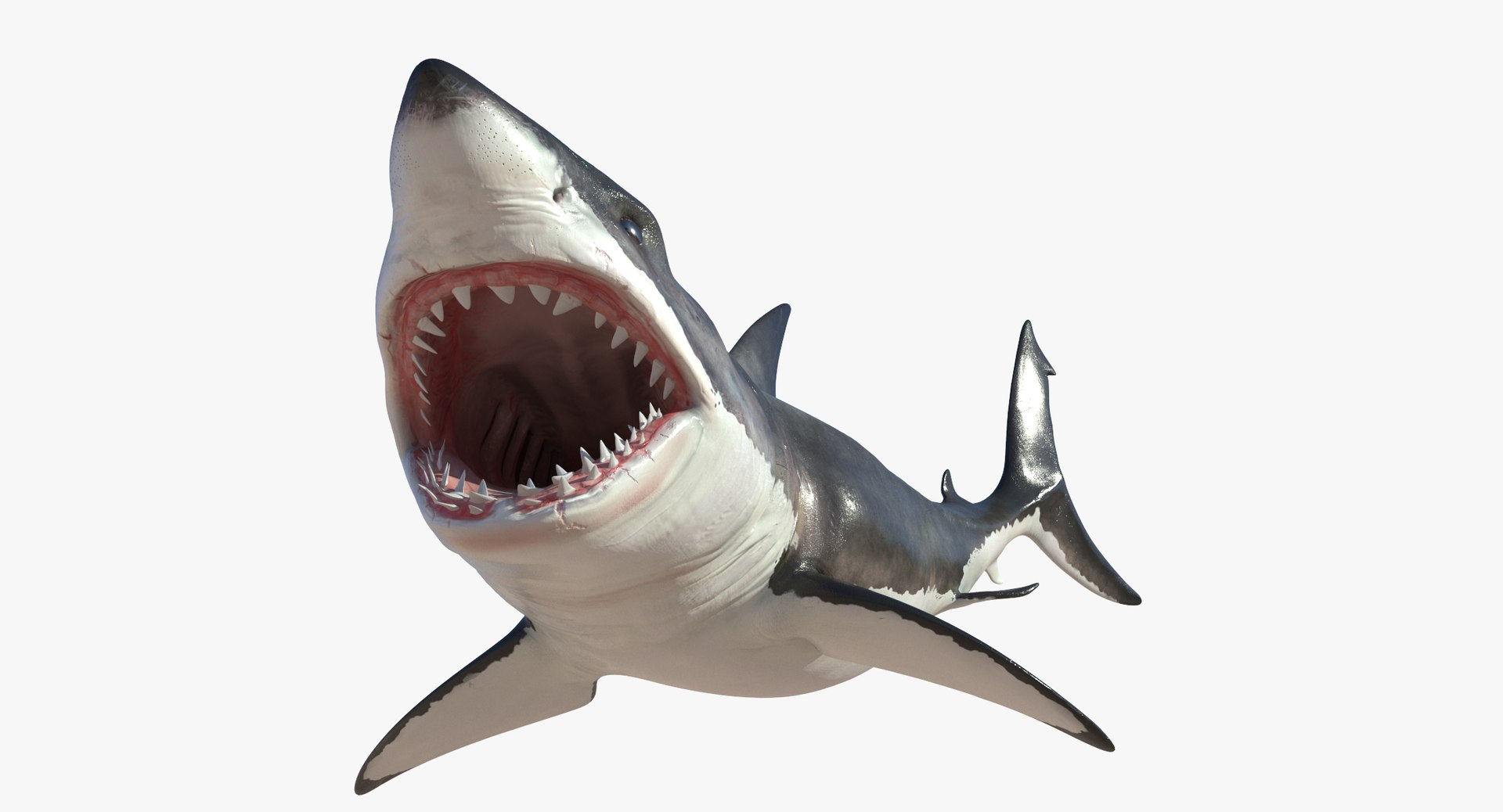 3D great white shark rigged model - TurboSquid 1523566