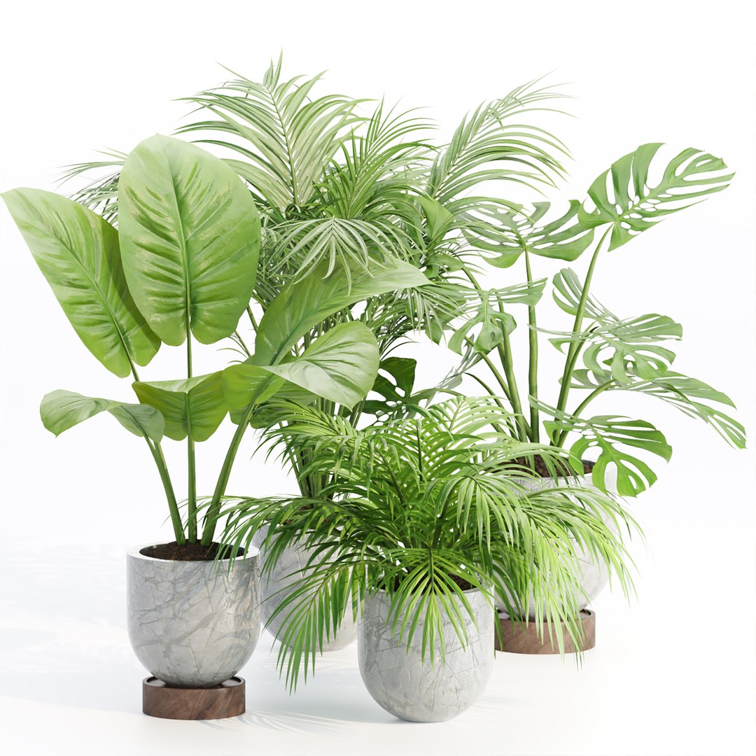 3D Indoor Plants Collection vol 221 - TurboSquid 2085789