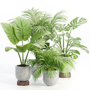 3D Indoor Plants Collection vol 221